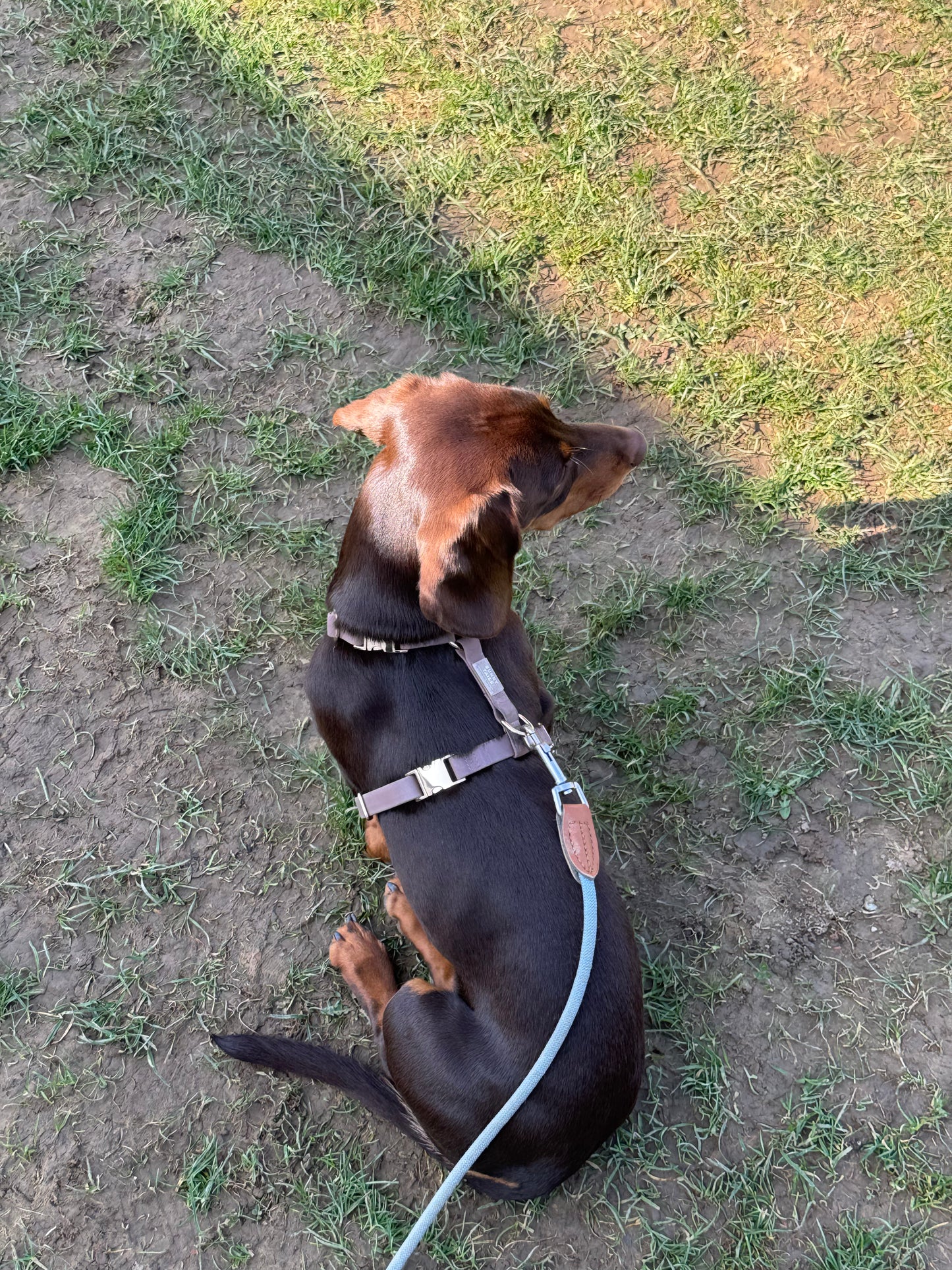 Water-repellent harness