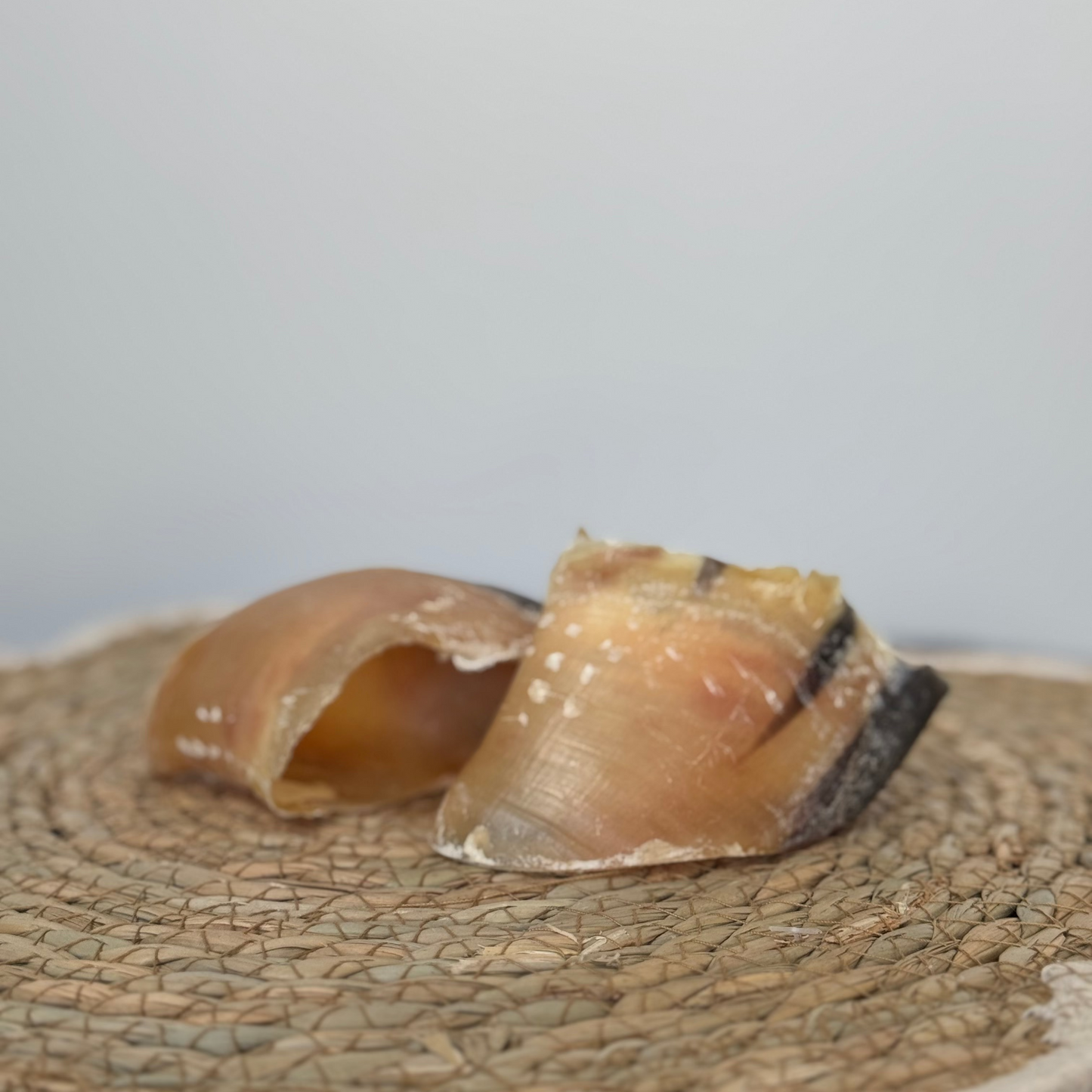 sabot de bovin