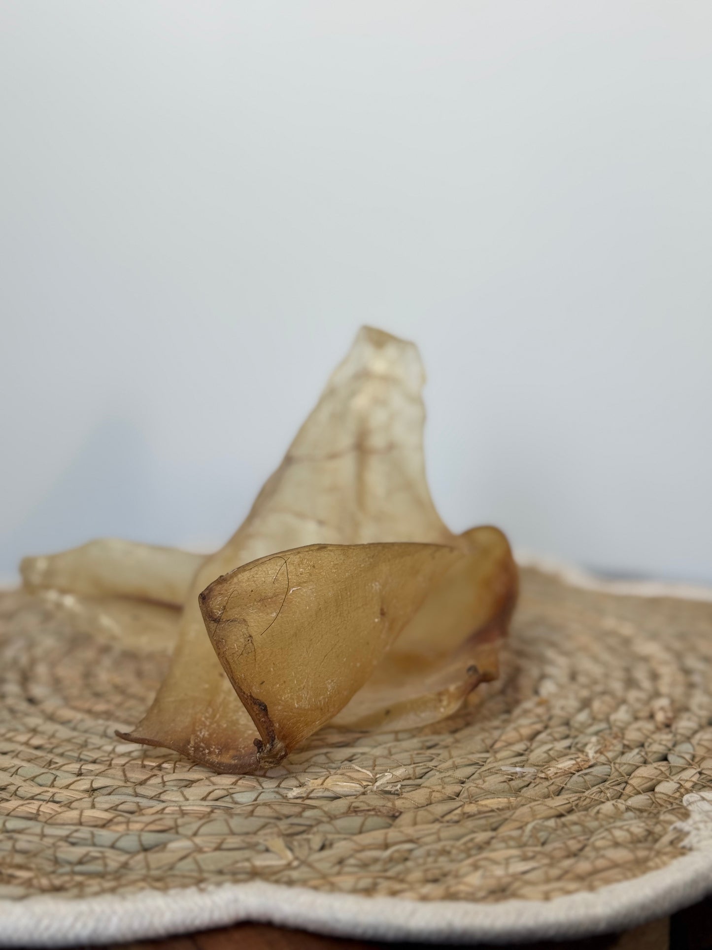 Oreille de bœuf