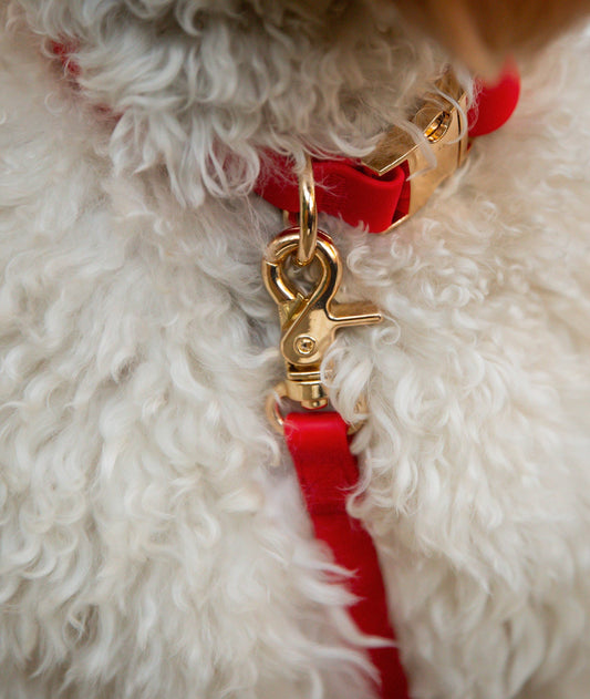 Laisse pour chien hydrofuge