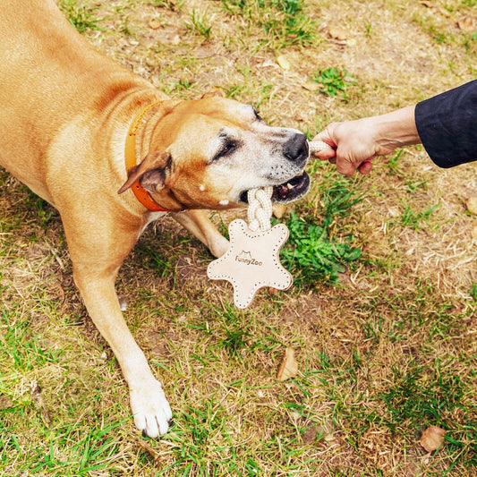 Jeu naturel à mâcher pour chiens STELLA